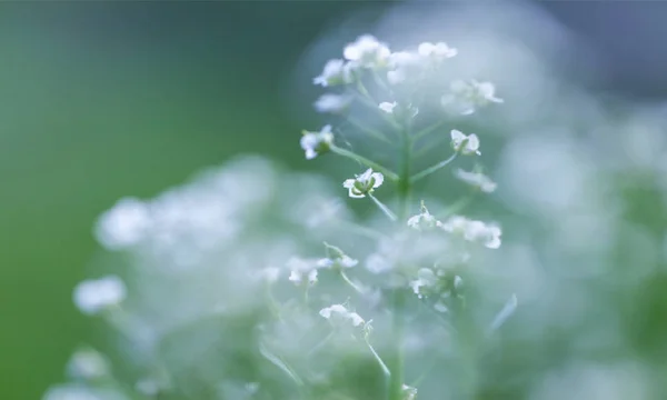 光沢のある柔らかい緑色の花背景夏のナイルの美しい花 — ストックベクタ