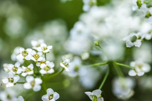 Witte kleine bloemen — Stockfoto