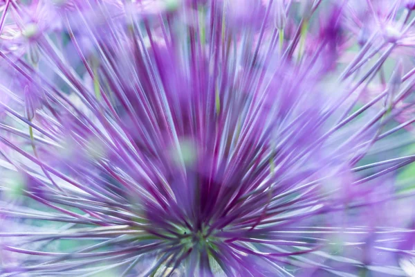 Flor rosa. Foco suave — Fotografia de Stock