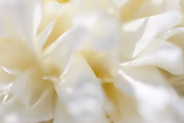 창백한 모란 꽃의 클로즈업. — 스톡 사진