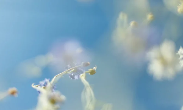 Hermosas flores. Resumen borroso fondo azul de la naturaleza — Vector de stock