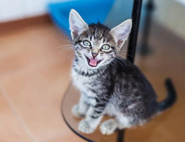 Beetje grijs kitten mewing — Stockfoto