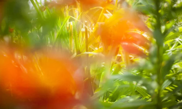 Weiche Unschärfe von Gerbera-Blumen mit weichem Bokeh im Pastellton für Hintergrund. — Stockvektor