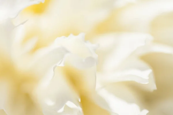 Primo piano di fiore di peonia pallido . — Foto Stock