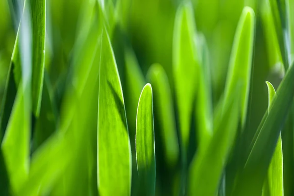 Under den ljusa solen. Abstrakt naturlig bakgrund — Stockfoto