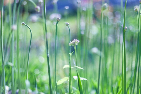 Onder de felle zon. Abstracte natuurlijke achtergronden — Stockfoto