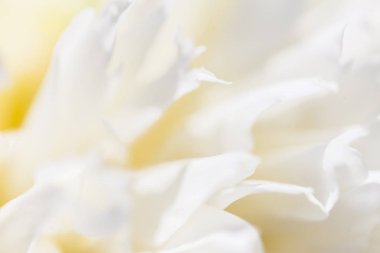 Beyaz çiçek petal, çamurcun, yumuşak rüya gibi görüntü yakın çekim
