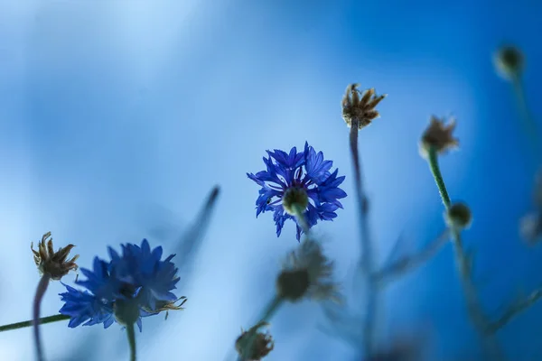 Primavera y verano floreciendo. Violetas. Extremo primer plano y poca profundidad de campo —  Fotos de Stock