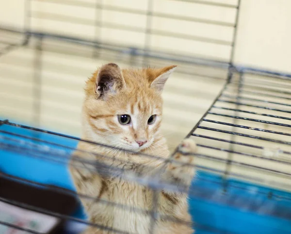 Homeless ginger kitten in a cage. — Stock Photo, Image