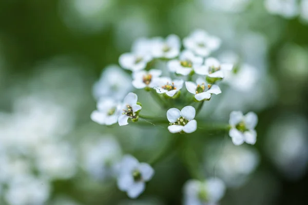 Fondo natural con pequeñas flores blancas. Enfoque suave —  Fotos de Stock