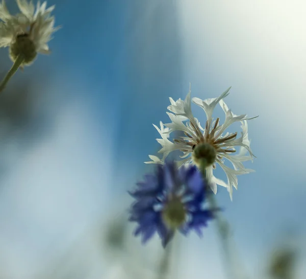 Spring and summer blooming. Violets. Extreme close-up and shallow depth of field — Stock Photo, Image