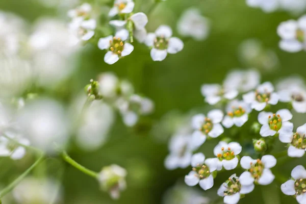 Witte kleine bloemen — Stockfoto