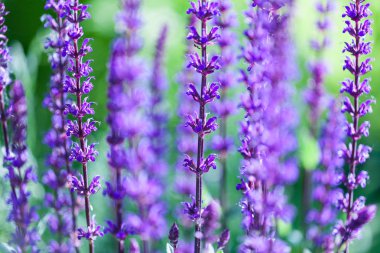 Lavanta çiçeği alan, taze mor aromatik kır çiçeği, doğal arka plan, makro yumuşak odak