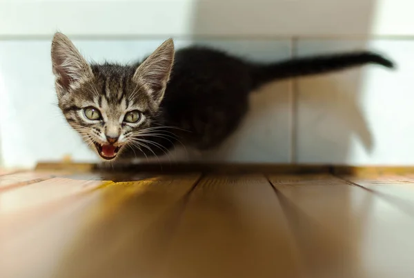 Divertente gattino a strisce seduto su un letto — Foto Stock