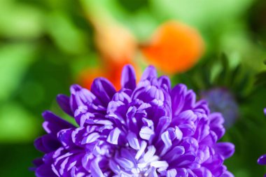 güzel çiçek arka plan ile pembe çiçek tomurcukları ve ufuk ışık. pembe ve yeşil sınır tasarlamak