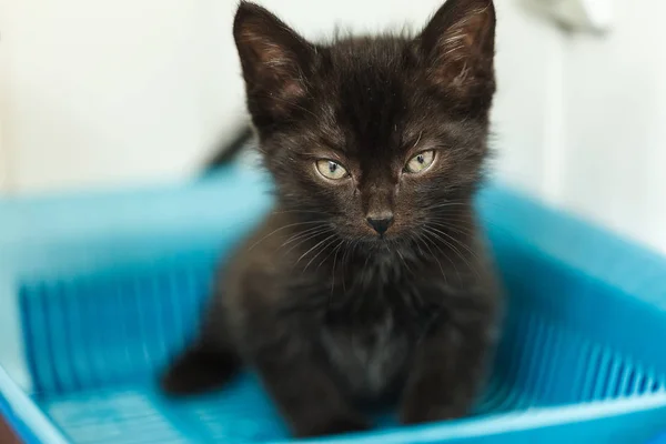 Black kitten pisses in a toilet — Stock Photo, Image