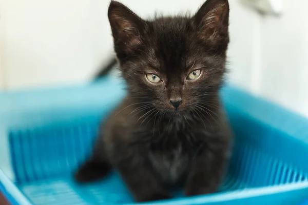 Zwart katje pissend in een toilet — Stockfoto