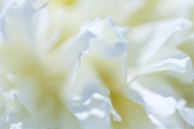 Soluk Şakayık çiçeği yakın çekim.