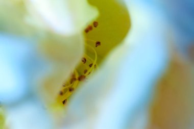 Soyut güzel yumuşak bahar çiçek arka plan. Yumuşak odak portre. Tatlı renk