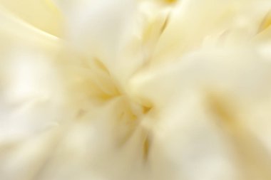 beyaz çiçek portre