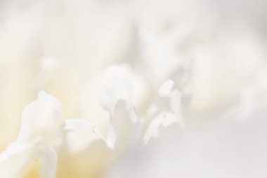 Çiçekler beyaz arka plan