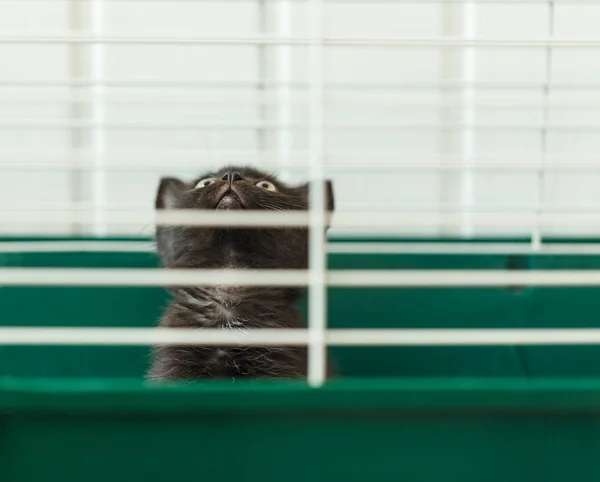 Бездомный котёнок в клетке в приюте для животных — стоковое фото
