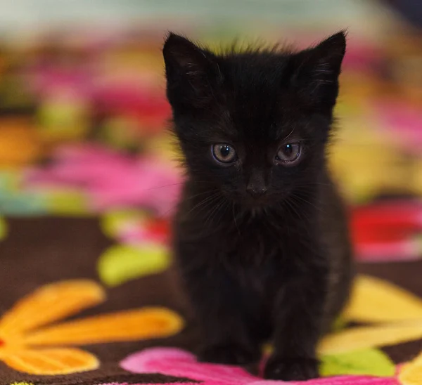 Black kitty on the sofa — Stock Photo, Image