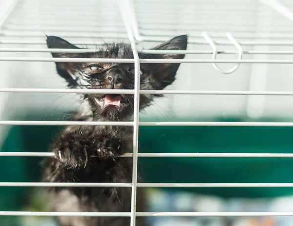 Dakloze katje in een kooi in een dierenasiel — Stockfoto