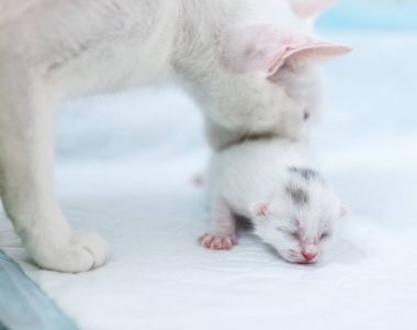 Beyaz kedi taşıyan beyaz yavru kedi mağaraya geri
