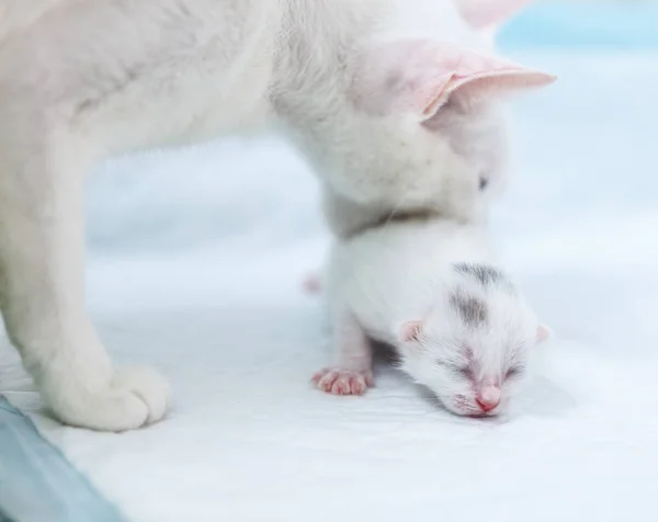 Beyaz kedi taşıyan beyaz yavru kedi mağaraya geri — Stok fotoğraf