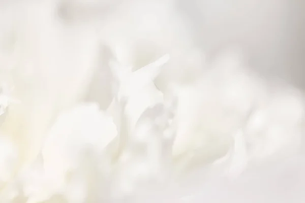 Hvid baggrund fra blomster - Stock-foto