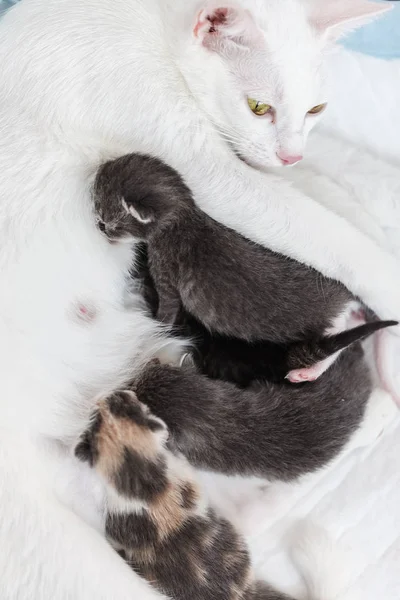 Mamãe-gato amamentando seus filhotes, deite-se em pastelaria branca — Fotografia de Stock