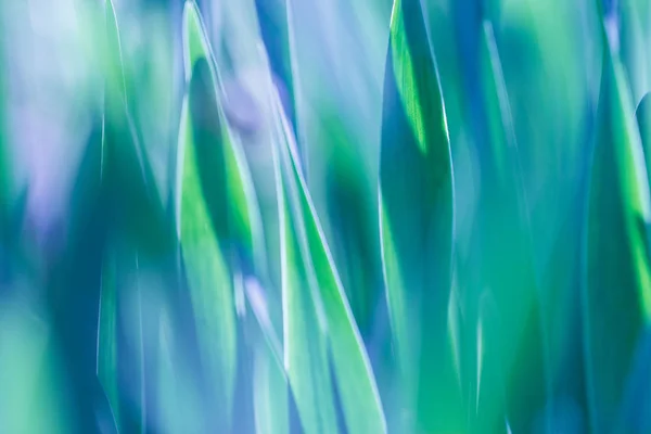 소프트 포커스 녹색 잔디 배경입니다. 맑은 아침에 녹색 잔디 초원 — 스톡 사진