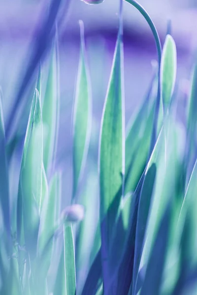 Fondo de hierba verde de enfoque suave. Pradera de hierba verde en la mañana soleada —  Fotos de Stock