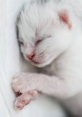 Küçük bir uyuyan yavru kedi portresi