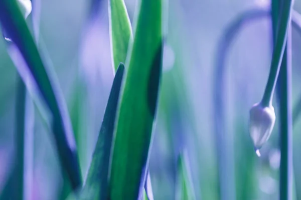 Yumuşak odak yeşil çim arka plan. Güneşli sabah çayırda yeşil çimen — Stok fotoğraf