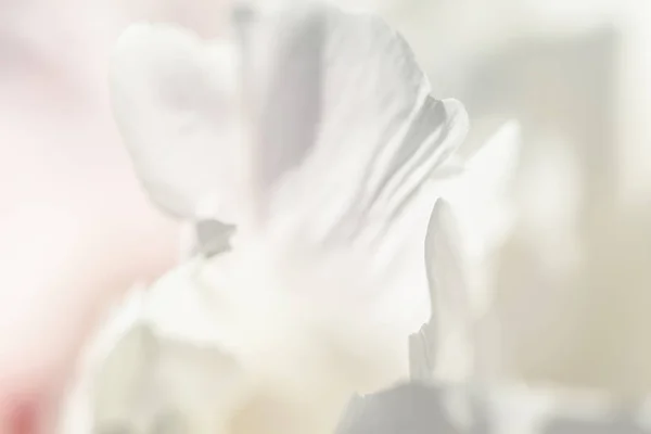 Λευκό φόντο από λουλούδια — Φωτογραφία Αρχείου