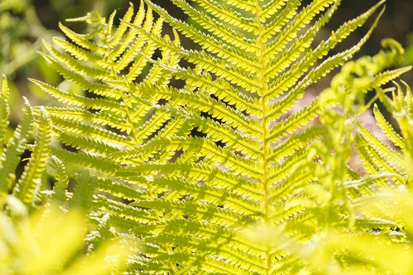 Herbe jaune au soleil. Fond naturel coloré abstrait — Photo