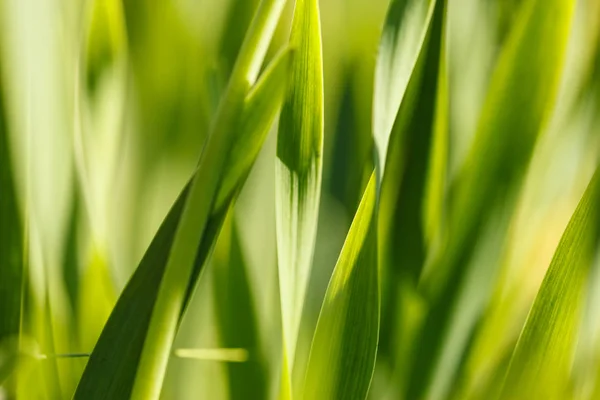 Gele gras in de zon. Kleurrijke natuurlijke achtergrond abstract — Stockfoto