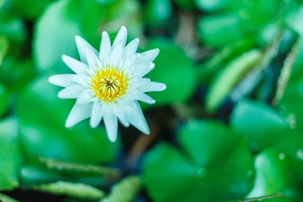 Esta bela flor de lírio ou lótus é complementada pelas cores ricas da superfície da água azul profunda. Cores saturadas e detalhes vibrantes fazem desta uma imagem quase surreal. — Fotografia de Stock
