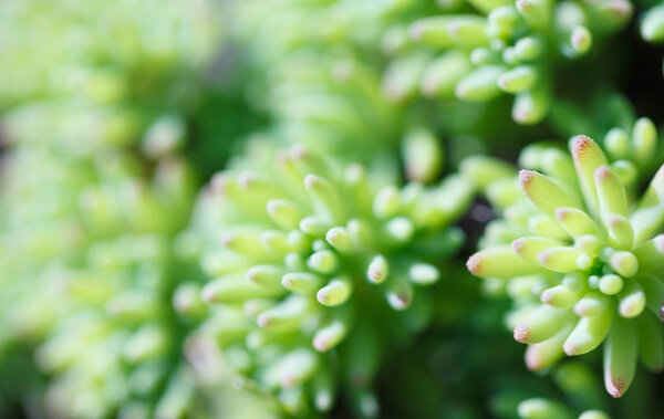 Close-up of succulent. Macro photography of nature.