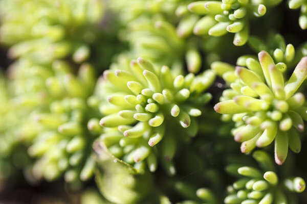 Rectangular arrangement of succulents. Cactus succulents in a planter