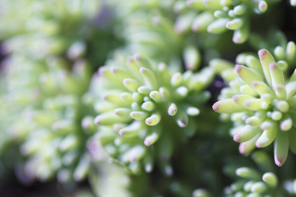 Rectangular arrangement of succulents. Cactus succulents in a planter