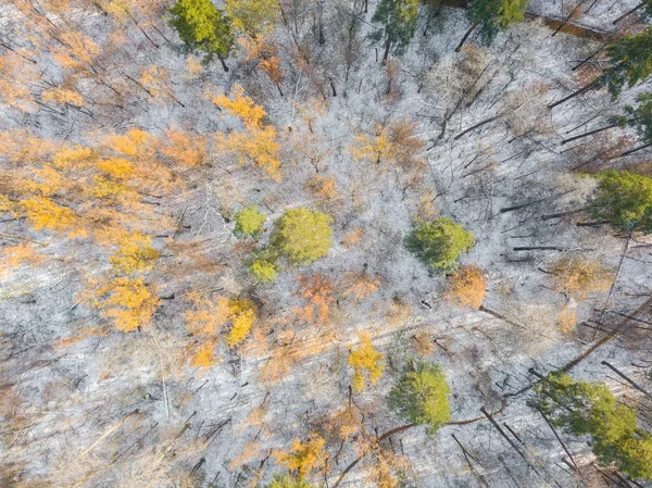 Verschneiter und gefrorener Winterwald — Stockfoto