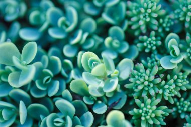 arka plan doğa. Doğal arka plan kaktüs etli bitki