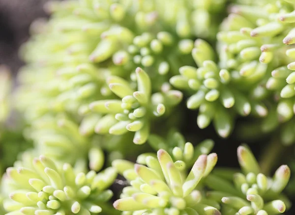 Rectangular arrangement of succulents. Cactus succulents in a planter — Stock Photo, Image