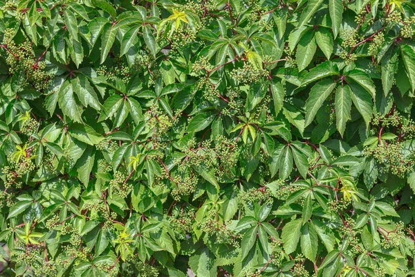 Vilde druer blade på træ hegnet - Stock-foto