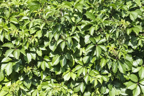 Foglie di uva selvatica sulla recinzione di legno — Foto Stock