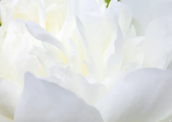 Primo piano di petalo di fiore bianco, sfumature di bianco, verde acqua, morbida immagine sognante — Foto Stock