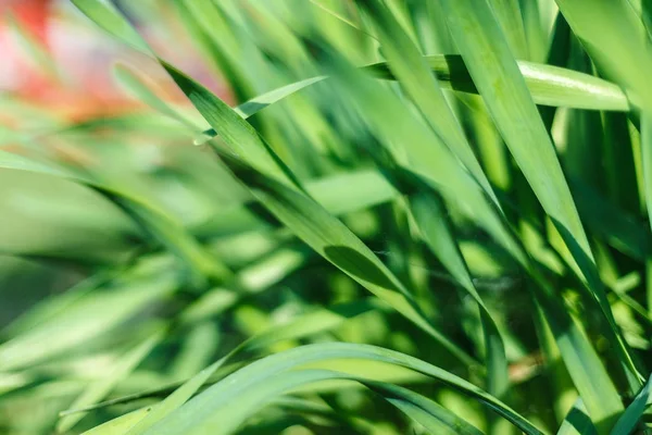 Erba fresca verde con gocciolina d'acqua al sole — Foto Stock